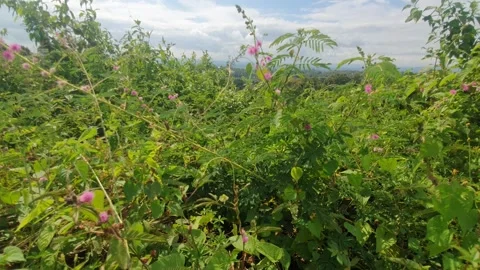 Green leaf scenery in the mountains Stock Footage 310979403