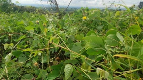 Green leaf scenery in the mountains Video stock 310983154