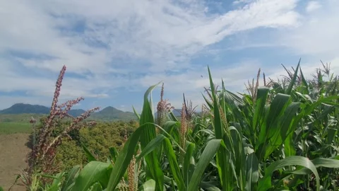 Green leaf scenery in the mountains Stock Footage 310983848