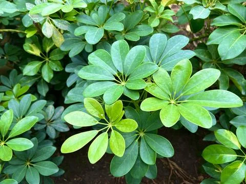Green Leaf of Schefflera or Umbrella Tree Stock Photos