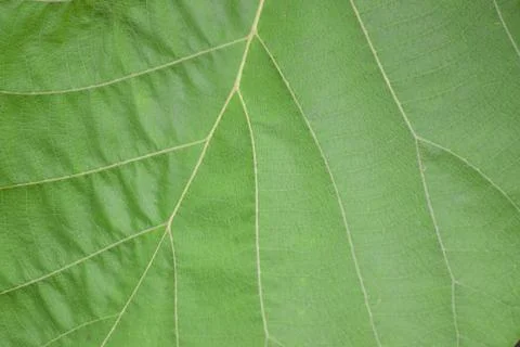Green leaf seamless texture. Close-up of Green leaves background. nature conc Stockfoto's