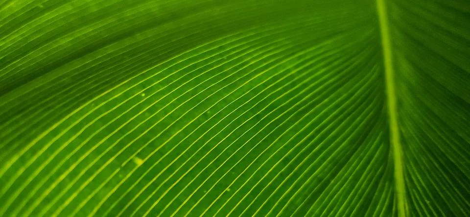 Green leaf seen up close in background. Stock Photos
