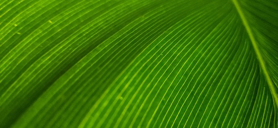 Green leaf seen up close in background. Stock Photos