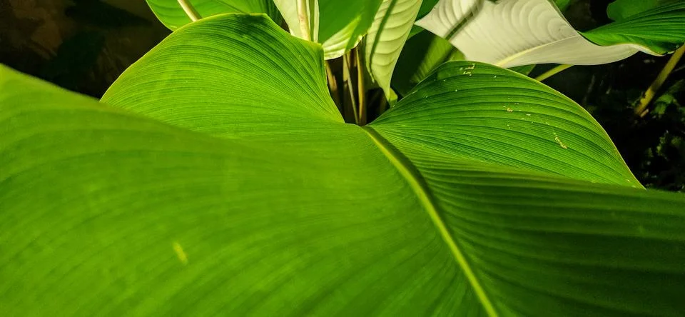 Green leaf seen up close in background. Stock Photos
