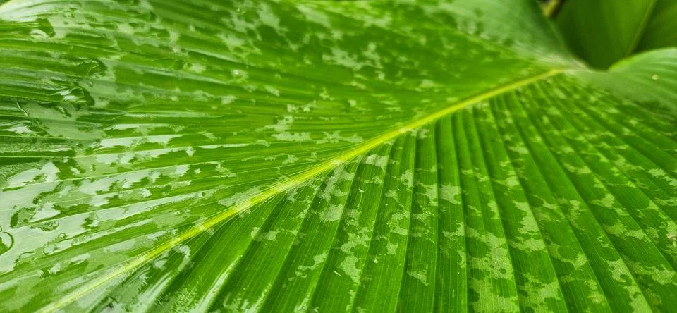 Green leaf seen up close in background. Stock Photos