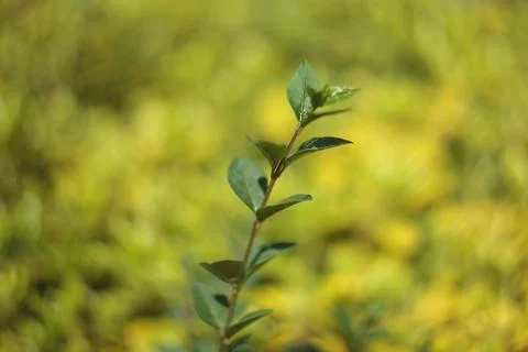Green leaf with selective focus Stock Photos
