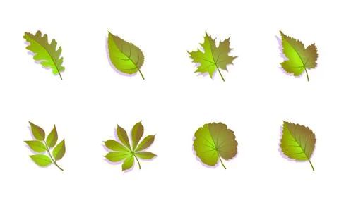 Green leaf set on white background. Vector isolated illustration. Spring, summer Stock Illustration