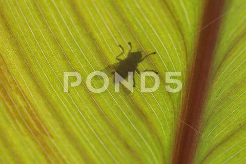 A green leaf with shadow of a fly from below Stock Photos