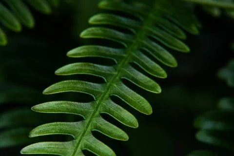 Green Leaf In The Shadow Stock Photos