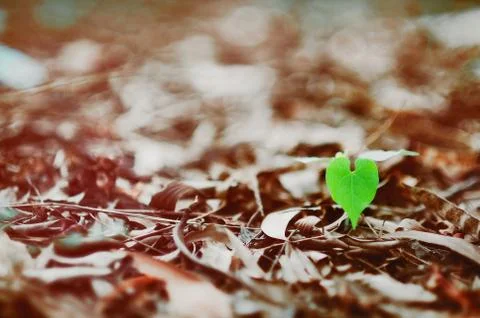 Green leaf in shape of heart Stock Photos