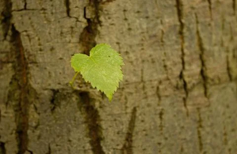A green leaf in the shape of a heart, tree with a single leaf Stock Photos