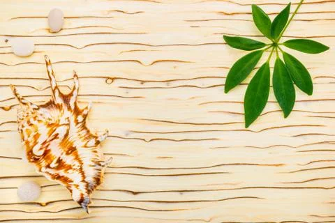 Green leaf of shefler, shell and stones on wooden ice tree background Stock Photos