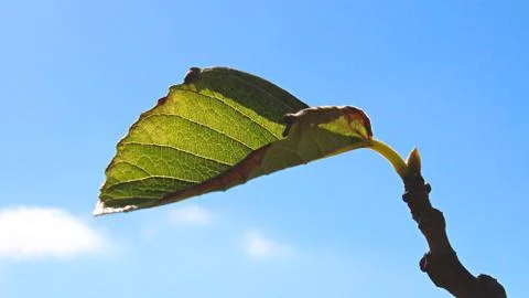 Green leaf shoot on a tree branch against a blue sky background Stock Photos