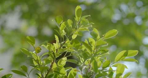 Green leaf shoots.Light hitting the green leaves. Stock Footage 297891508
