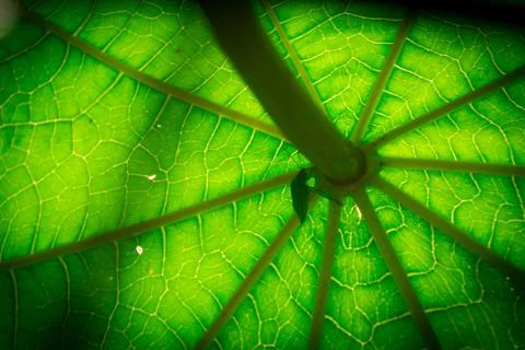 Green leaf showing pattern of lines Stock Photos