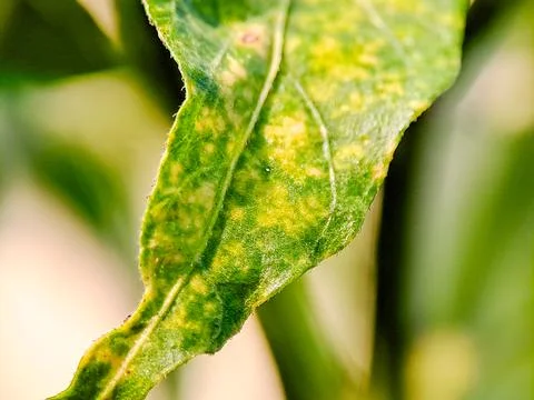 Green leaf showing yellow spots and texture, captured outdoors in natural l.. Stock Photos