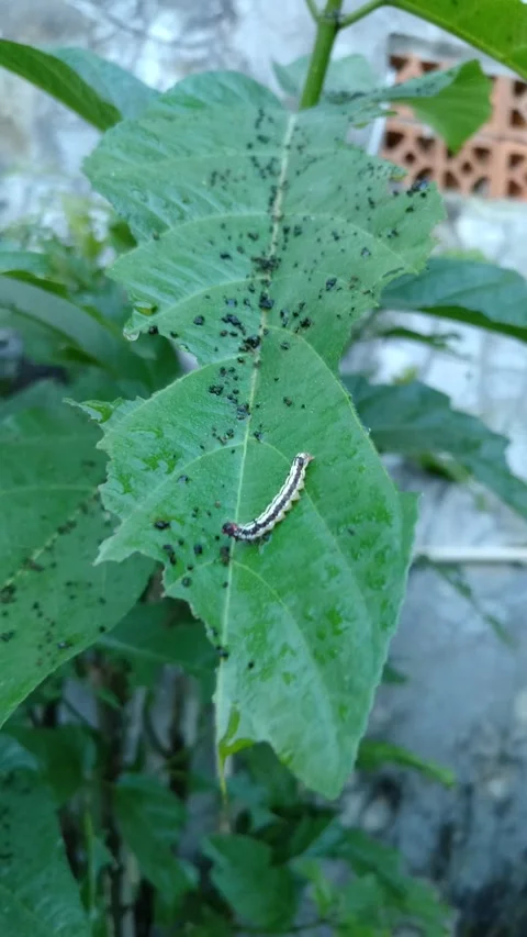 Green leaf shows signs of insect damage Stock Footage 331269065