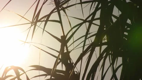 Green leaf silhouette sunset Stock Footage 289242871