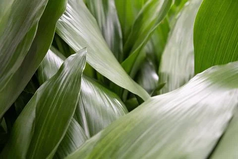 Green leaf. Simple botanical background in selective focus 写真素材