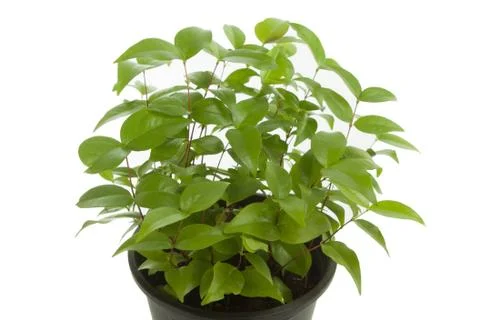 Green leaf of small tree Stock Photos