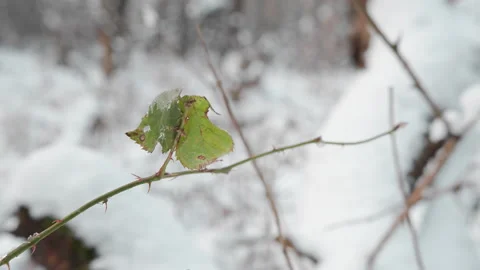 Green leaf on snowy background Video stock 231770239