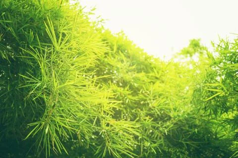 Green leaf soft focus with closeup in nature view on blurred greenery backgro Stock Photos