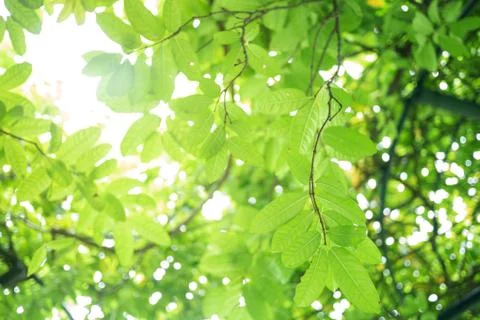 Green leaf soft focus with closeup in nature view on blurred greenery backgro Stock Photos