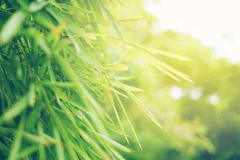 Green leaf soft focus with closeup in nature view on blurred greenery backgro Stock Photos