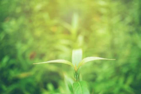 Green leaf soft focus with closeup in nature view Stock Photos