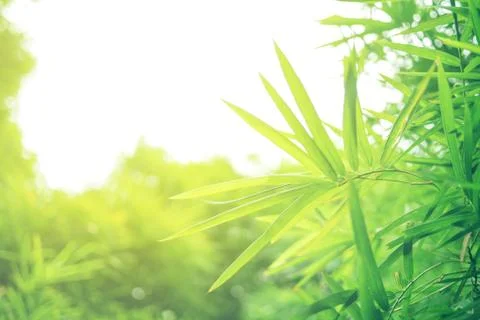 Green leaf soft focus with closeup in nature view Stock Photos