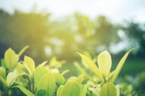 Green leaf soft focus with closeup in nature view Stock Photos