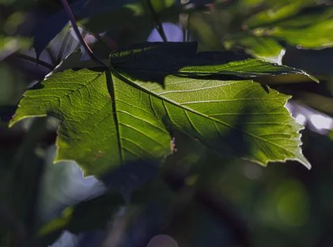 Green leaf in soft sunlight Stock Photos