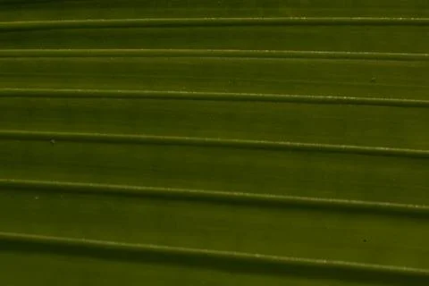 Green leaf with soft vignette macro background 写真素材