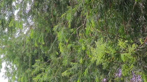 Green leaf with soft wind Stock Footage 279791781