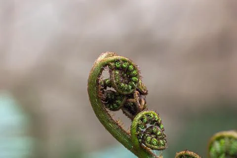 A green leaf with a spiral shape Stock Photos