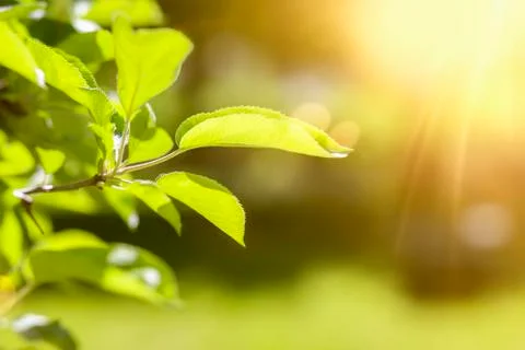 A green leaf spring background Stock Photos