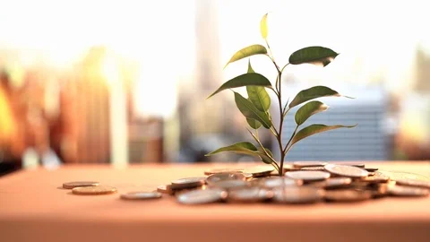 Green leaf of sprout growing out of golden coins Stock Footage 124643792