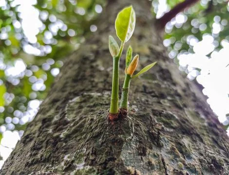 Green leaf sprout growing on tree trunk symbol of growth and new life Stock Photos