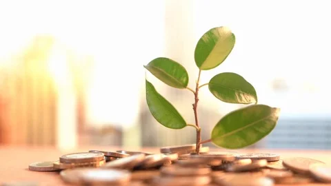 Green leaf of sprout grows out of golden coins. Management efficiency Stock Footage 124132966