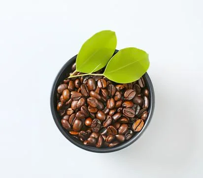 Green leaf sprouting from coffee beans in pot Stock Photos