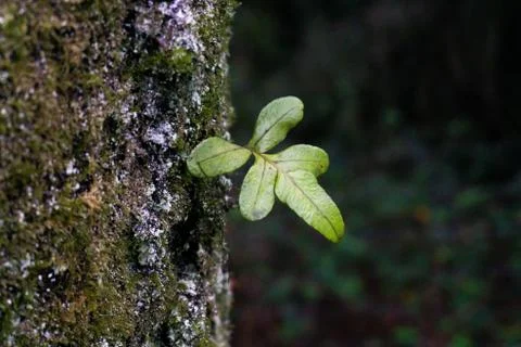 Green leaf sprouting from the side of a tree Foto stock