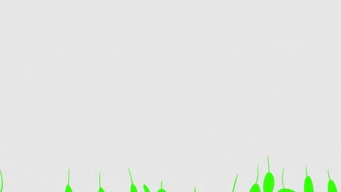 Green leaf stalks fill the screen and fall off.  Stock Footage 260807952