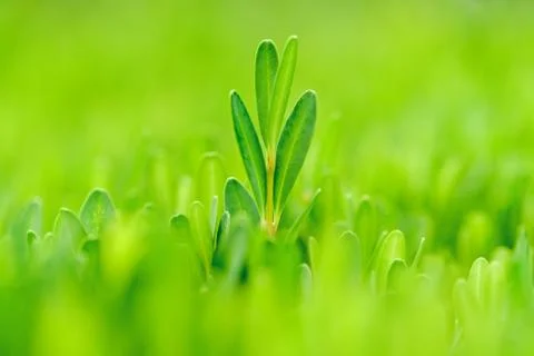 Green Leaf Standing Out From The Crowd Stock Photos