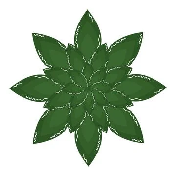 Green leaf star pattern resembling a succulent, Vector Stock Illustration