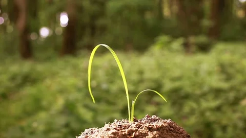 Green leaf, stem, grass against  background of green wood  Stock Footage 77459467