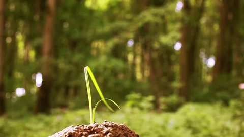 Green leaf, stem, grass against  background of green wood. Close up  Stock Footage 77459484