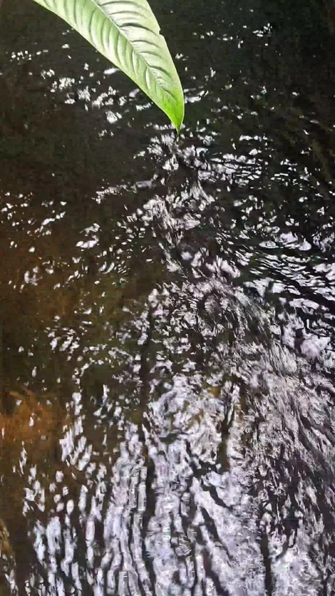 A green leaf sticking out towards the rippling surface of the water Stock Footage 307037559