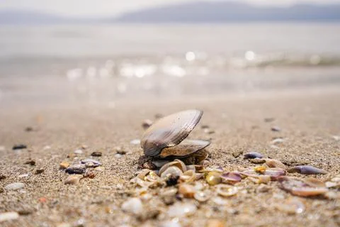 Green leaf on the stone on a beach sand. High quality photo Stock Photos