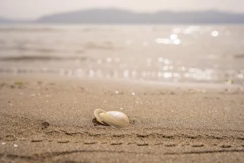 Green leaf on the stone on a beach sand. High quality photo Stock Photos