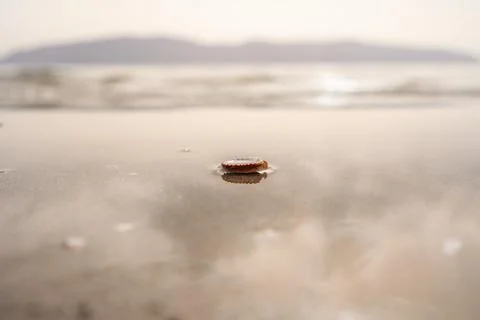 Green leaf on the stone on a beach sand. High quality photo Stock Photos